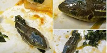 Empleado de aerolínea encuentra cabeza de serpiente en su almuerzo