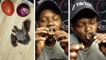 Hizo una apuesta, se comió un murciélago y quedó en grave estado