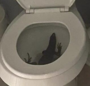 Mujer encuentra iguana en su inodoro