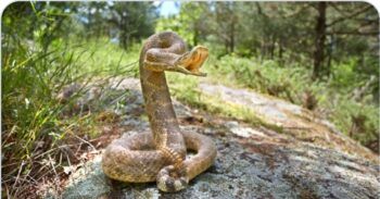 Muere niño tras ser mordido por una serpiente en Colorado