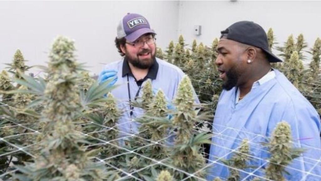 David Ortiz invierte en el negocio de la marihuana