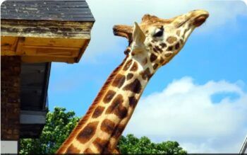 Jirafa arruina petición de matrimonio; la novia termina golpeada y con collarín