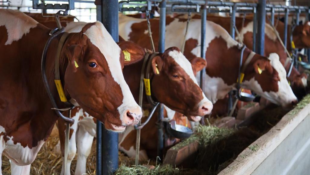 Ganadería desarrolla operativo para la prevención y control de la brucelosis y tuberculosis bovina