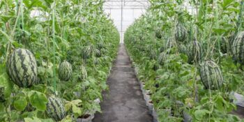 En China aceptan que agricultores paguen por viviendas en sandías