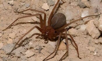 Salud Pública asegura no tiene reporte de casos por mordeduras de araña marrón