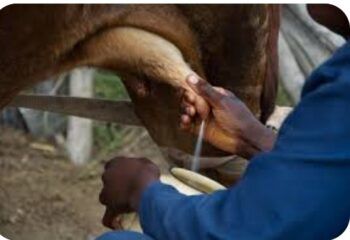 Conaleche convoca a licitación para la compra de becerros