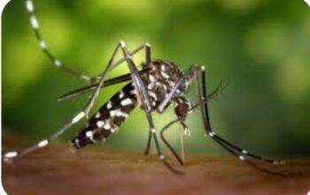 La malaria y el dengue tienen al país en vilo