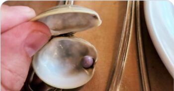 Encuentra una perla que puede valer hasta $16,000 dólares en su comida en un restaurante