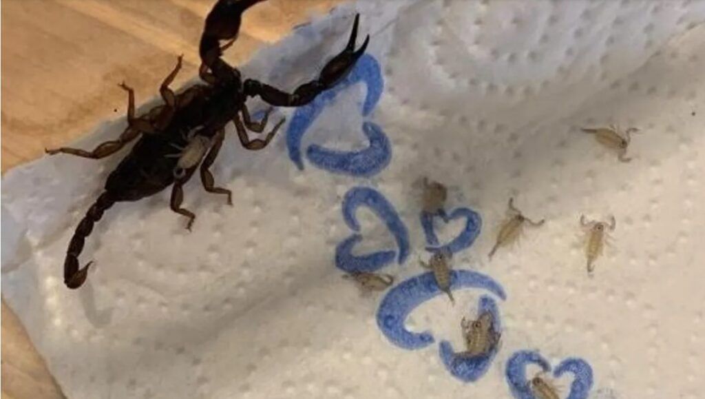 Mujer encuentra en su maleta 18 escorpiones tras volver de unas vacaciones en Croacia