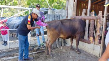 Conaleche y Digega desarrollan programa de inseminación artificial a nivel nacional