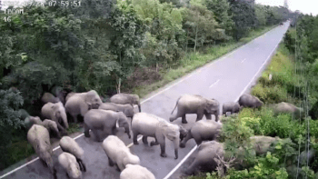 Manada de 65 elefantes deambula una semana tras salirse de selva en Tailandia