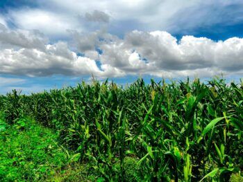 Proyecto La Cruz de Manzanillo renace; Agricultura ha sembrado cientos de yuca y maíz