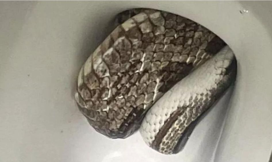 Encuentra una gran serpiente en el inodoro de su casa 