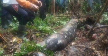 Serpiente se traga una mujer en Indonesia
