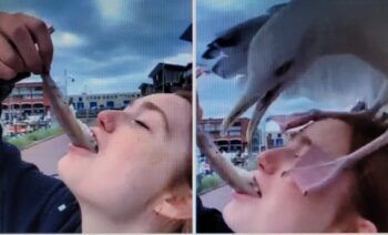 Se grababa comiendo pescado y una gaviota se lo arrebató