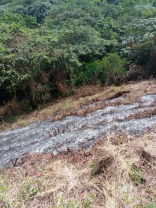 Policía Nacional detiene cinco hombres por corte y quema de árboles