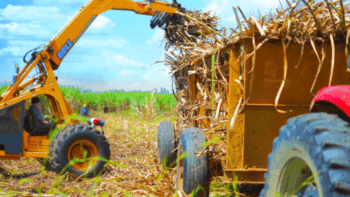Central Romana convoca a trabajadores para zafra 2022-2023