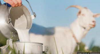 Sanut realizará Segunda Feria Ovinocaprina los días sábado 3 y domingo 4 de diciembre