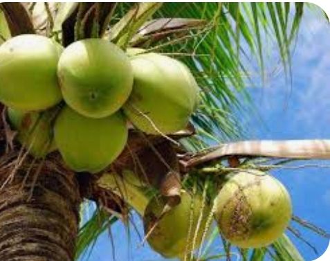 El Gobierno comenzará en Samaná plan renovación de plantaciones de coco