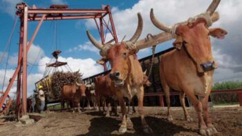 USA ordena detener embarques de azúcar sin refinar del Central Romana