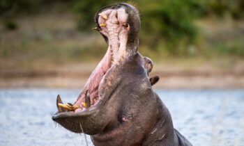 Hipopótamo se tragó a un niño y lo escupió con vida