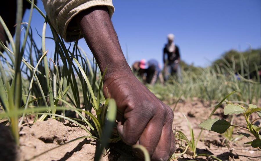 Osmar Benítez dice RD no necesita más haitianos en la labor agrícola