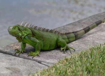 Iguana provoca apagón masivo en Florida