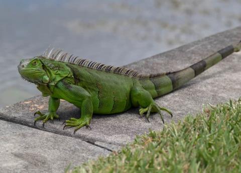 Iguana provoca apagón masivo en Florida