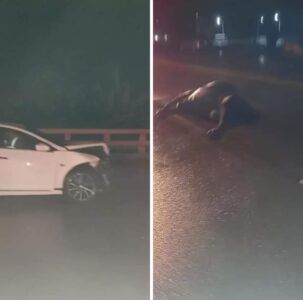 Dos heridos tras chocar con una vaca en Puerto Plata