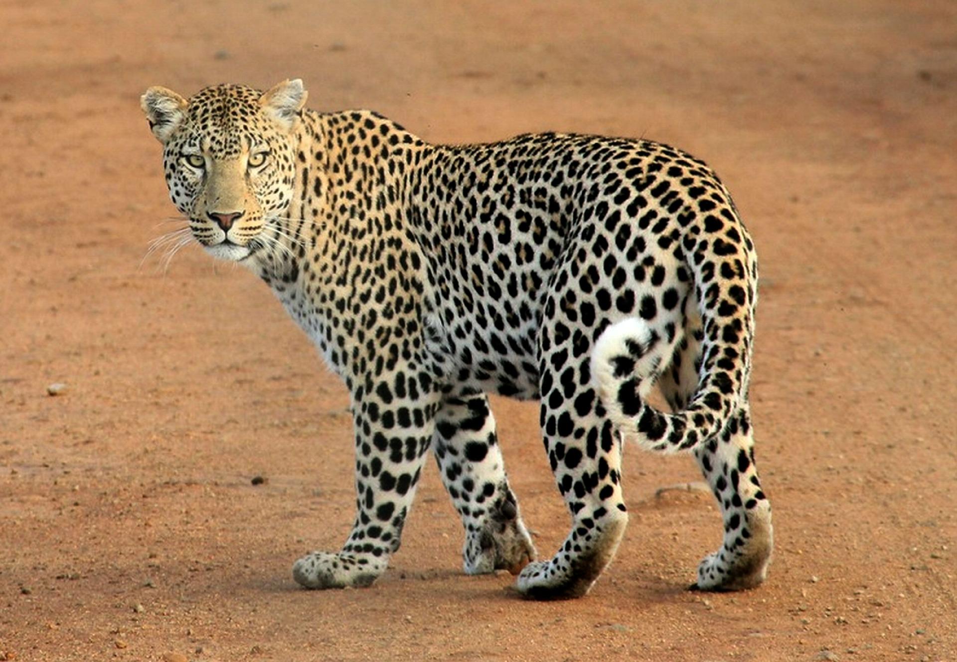 Se escapa leopardo de un zoológico de Texas