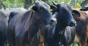 Ganaderos RD se ahorrarán más de RD$500 millones