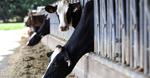 China clona con éxito ‘súper vacas’ por primera vez en la historia