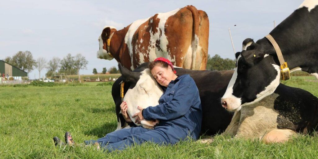 Llaman a abrazar vacas para sustituir el día de San Valentín