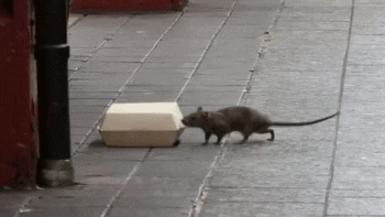 Las ratas no le dan chance a Nueva York