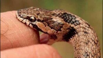 Se corto un dedo porque lo mordió una serpiente y resulta que no era venenosa