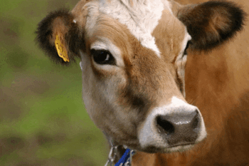 Mujer se casa con una vaca asegurando que es la reencarnación de su marido