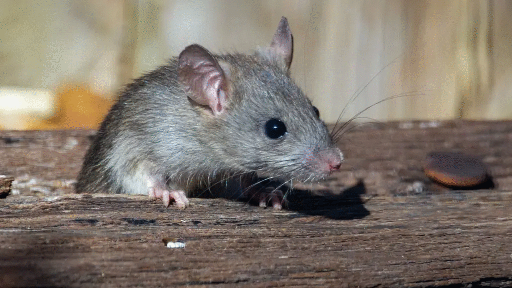 Encuentran rata en su sopa mientras cenaban en un restaurante de NY