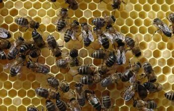 Abejas matan adolescente de 16 años en SFM