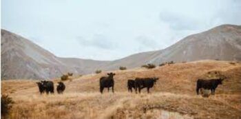 Gobierno entrega pacas de pasto y agua a ganaderos afectados por sequía