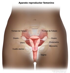 Ginecólogo llama a prevenir cáncer de cuello uterino