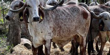 Ministerio de Agricultura activa plan de asistencia ante sequía en zonas ganaderas