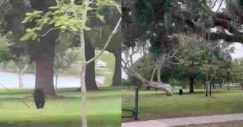 Oso negro es captado corriendo por parque en Orlando