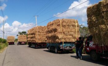 Entregan 30 mil pacas a ganaderos de Puerto Plata