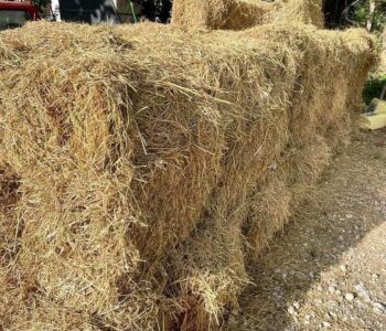Entregan miles de pacas de pasto a ganaderos afectados por sequía en María Trinidad Sánchez