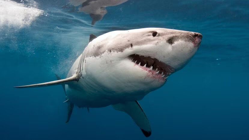 Dos pescadores sufren mordidas de tiburones en La Florida
