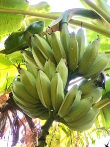 El Rulo y sus beneficios nutricionales