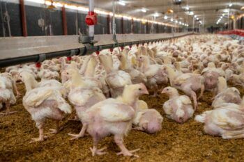Gobierno garantiza inocuidad de la avicultura nacional