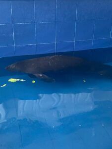 Se recupera en el Acuario Nacional el bebé manatí rescatado en la costa de SPM