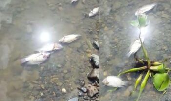 Encuentran decenas de peces muertos en río Haina