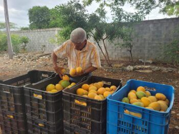 Producción de mango afectada por la falta de mercados; muchos se pierden en las fincas